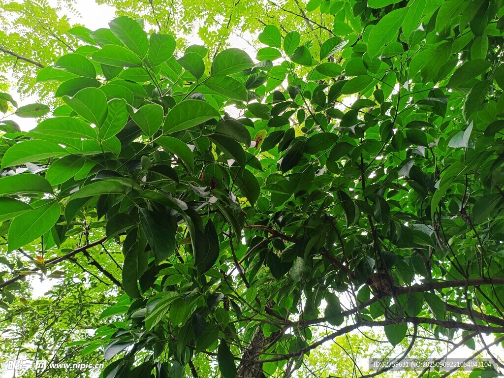 繁茂绿植展现自然生机