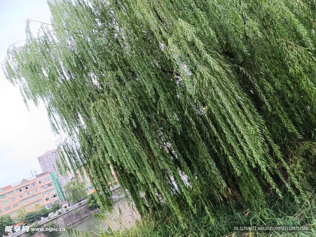 垂柳依依