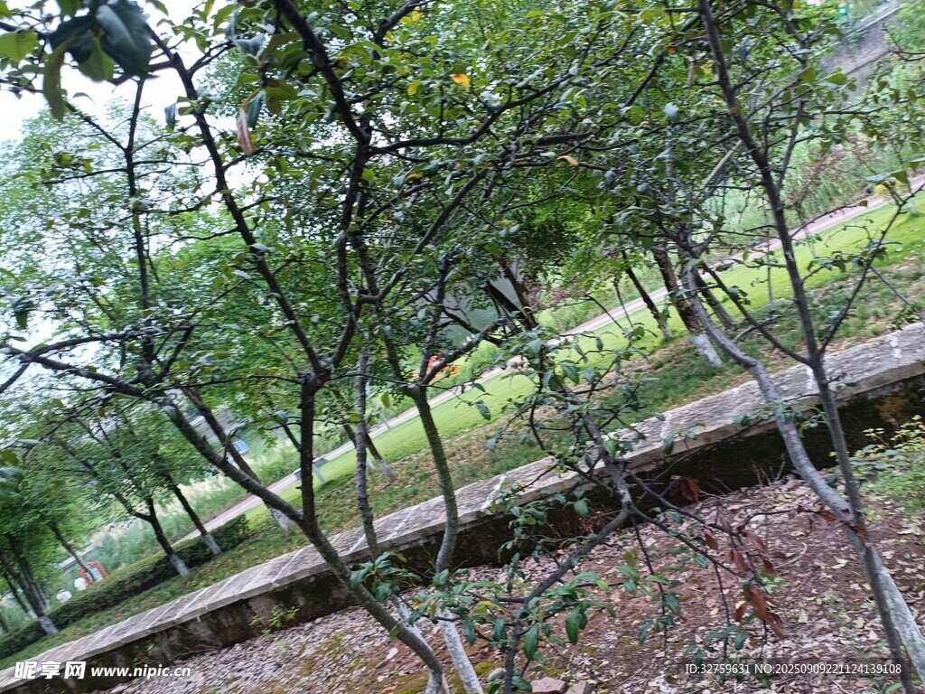 林间小道