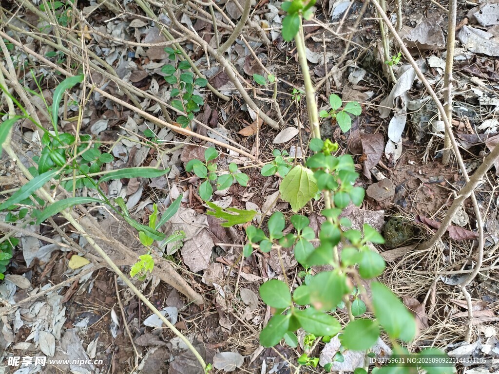 野外生长的绿色植物