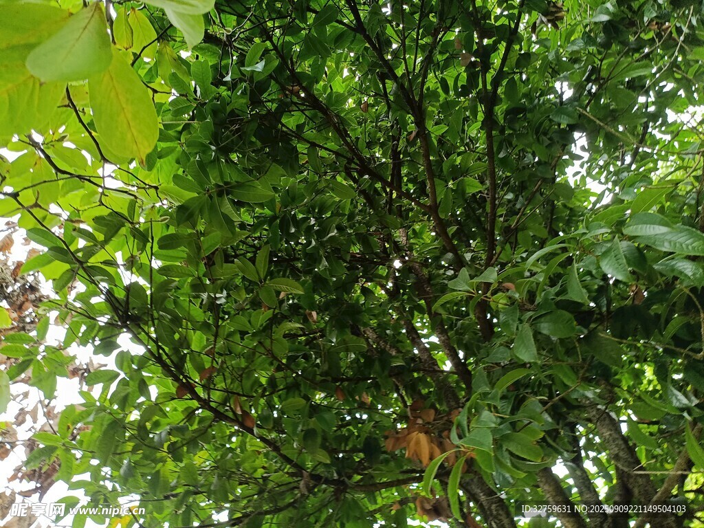 繁茂绿树