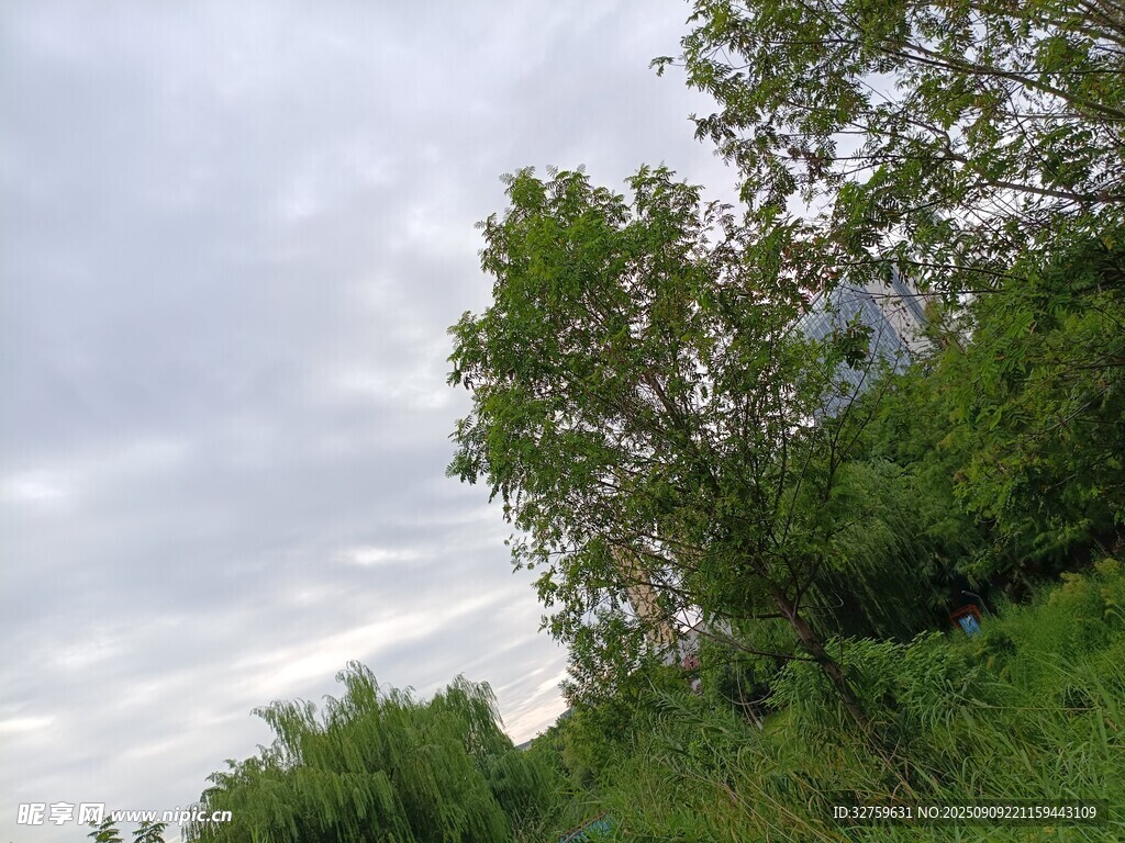 野外绿意盎然的自然景致