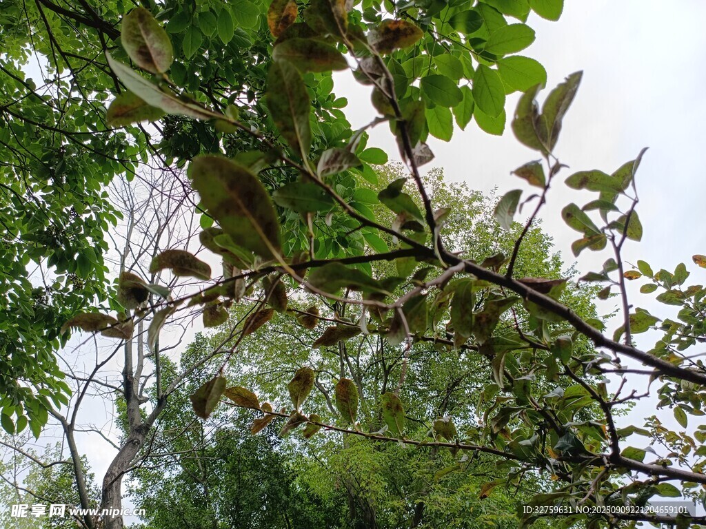 繁茂枝叶间的自然景致
