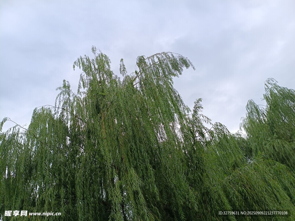 垂柳映天景