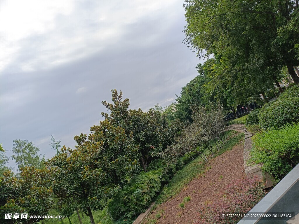 户外林荫小道风景