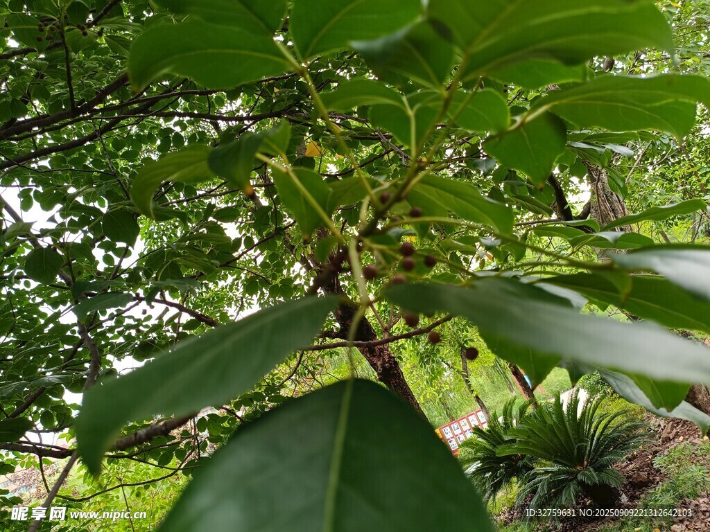 绿叶繁茂的植物枝干