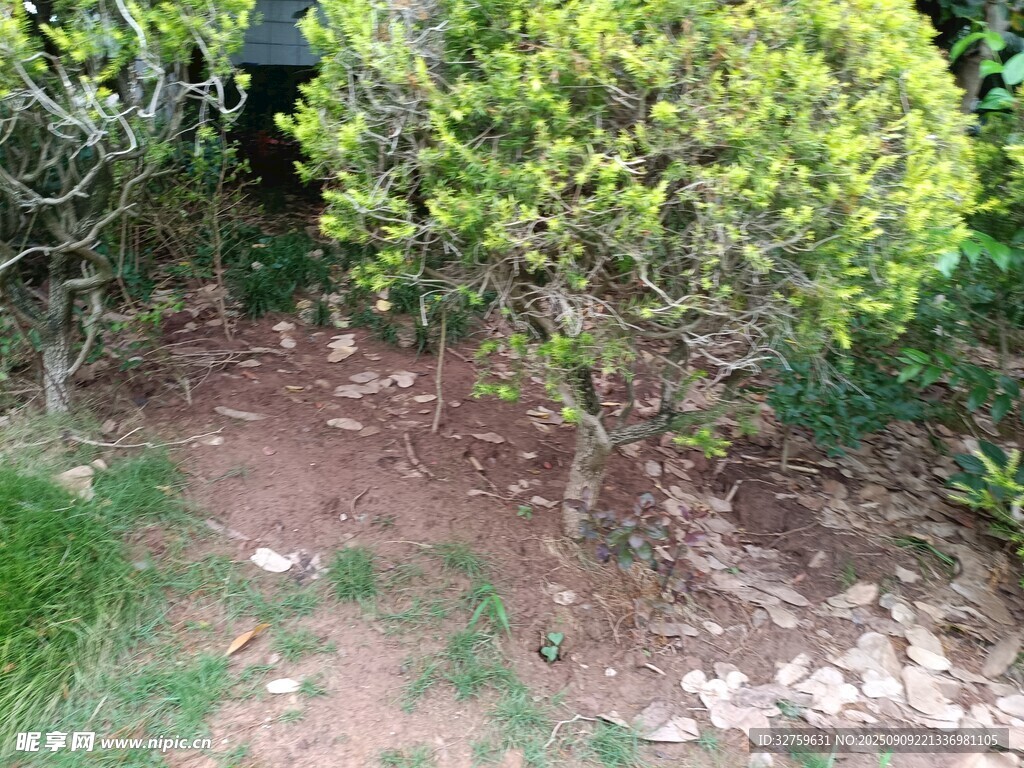 户外绿植旁的泥土地面