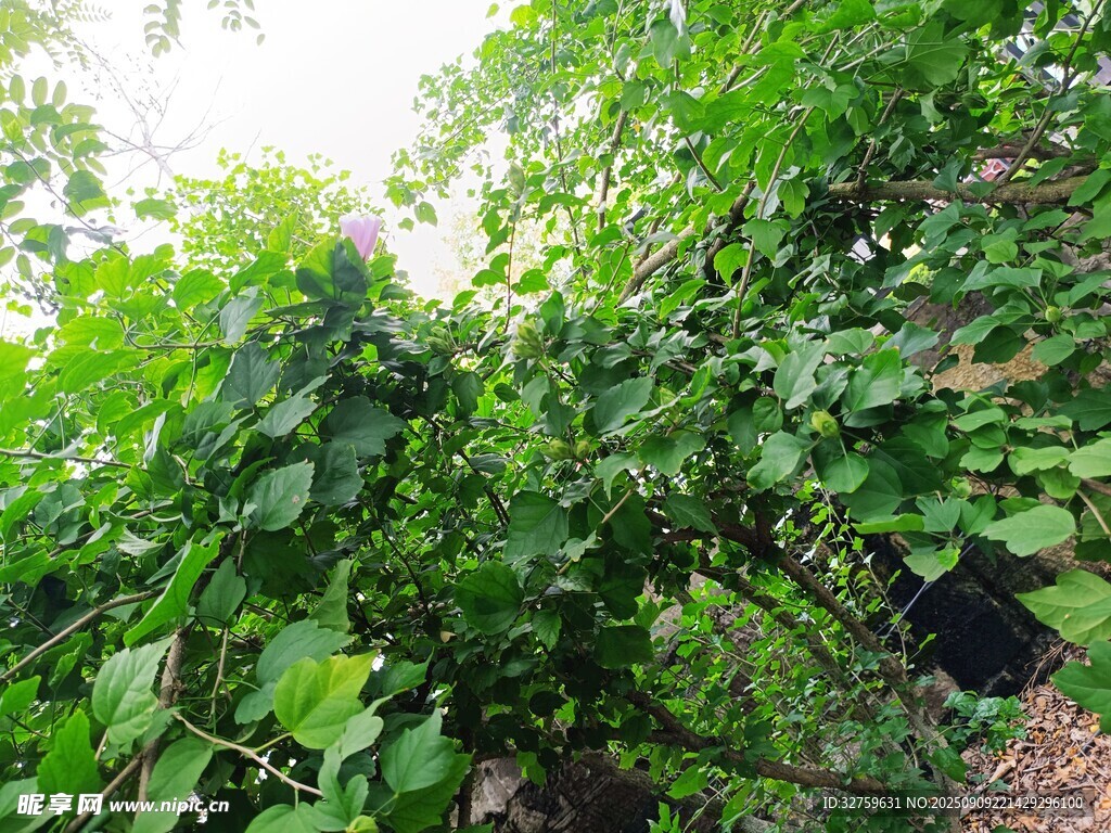 繁茂绿植 