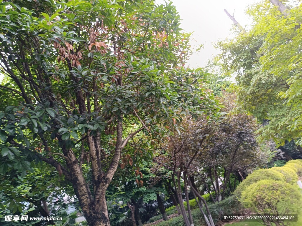 繁茂绿植构成的自然景致