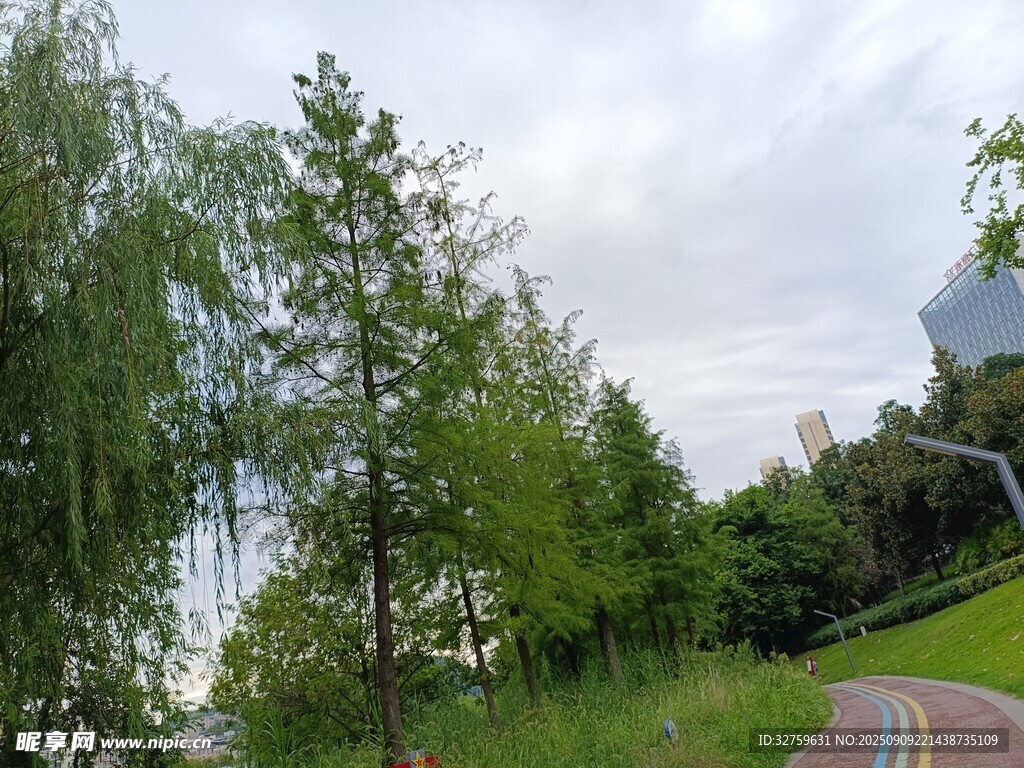 绿意盎然的户外公园景致