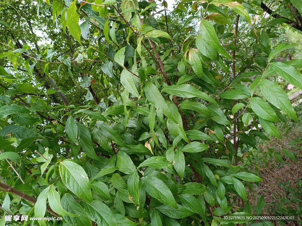 繁茂绿植景观