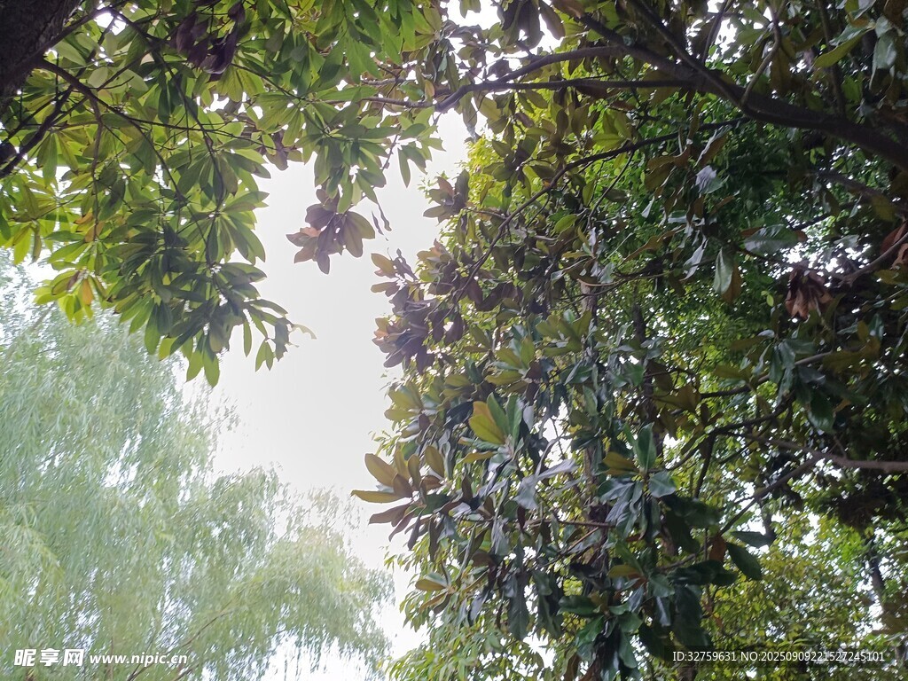 透过枝叶看天空