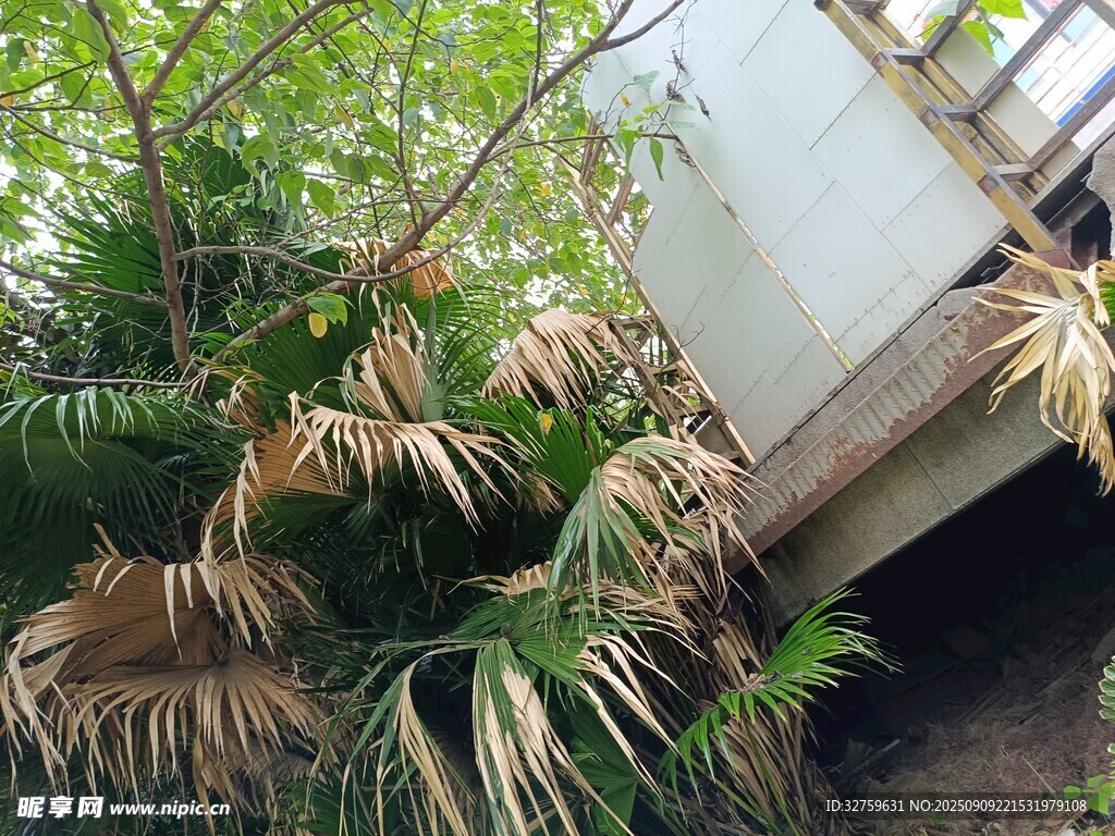 废弃建筑旁的枯萎植物