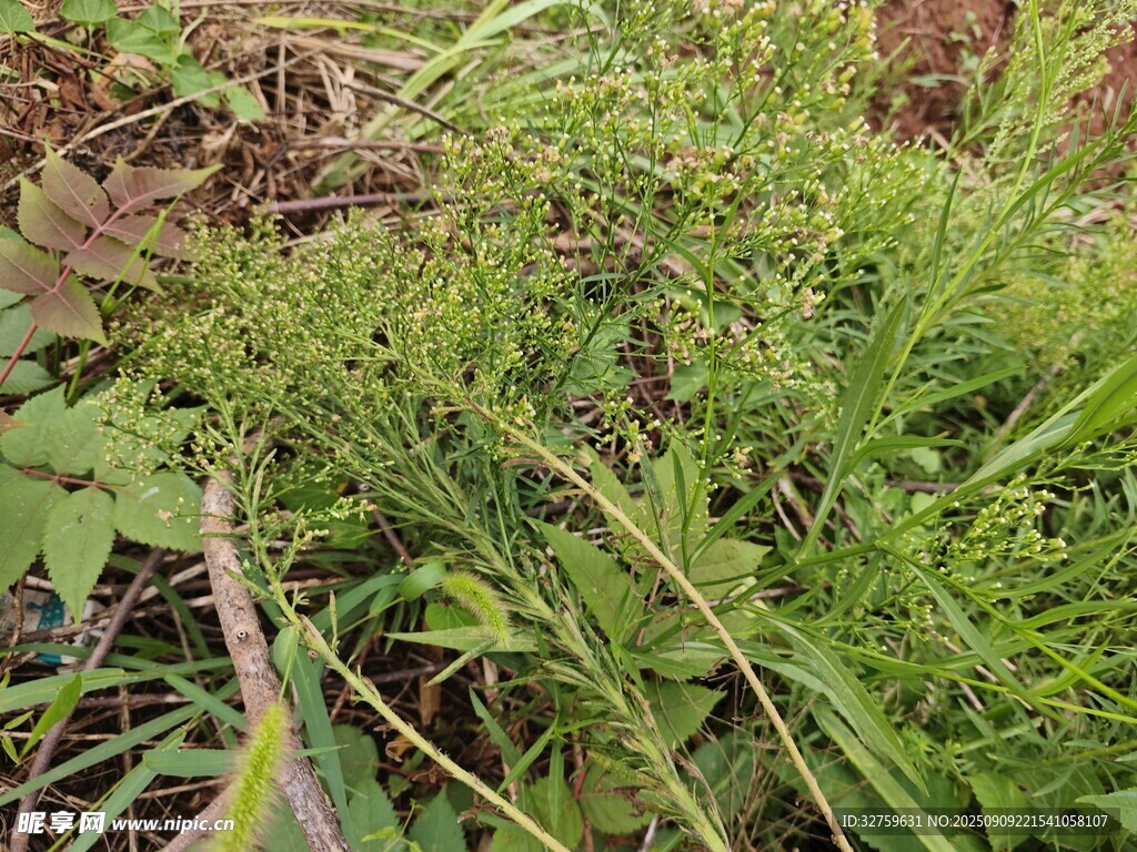 野外绿色丛生植物