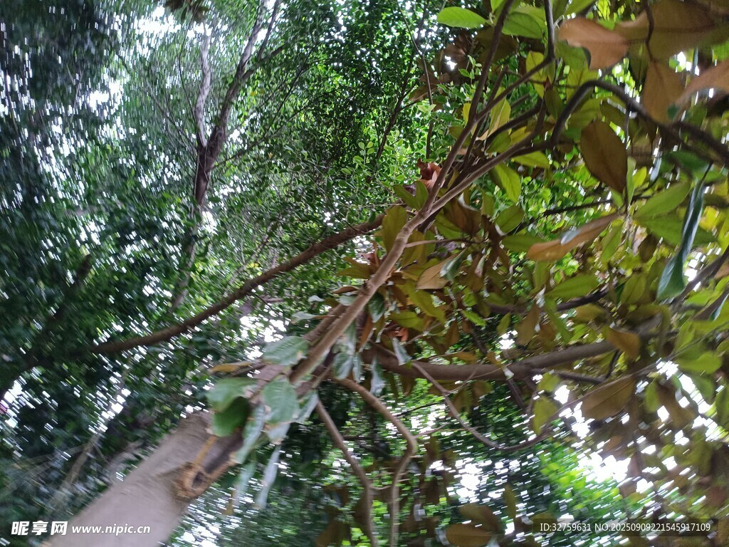 繁茂树林中的绿植枝叶