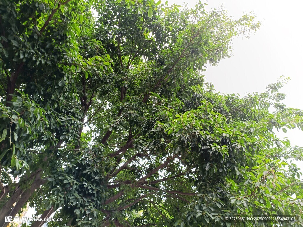 繁茂绿树 