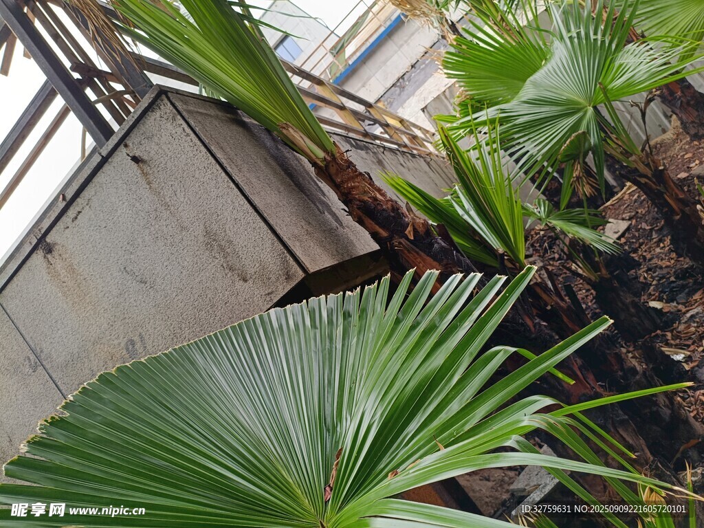 室内翠绿扇形叶片植物