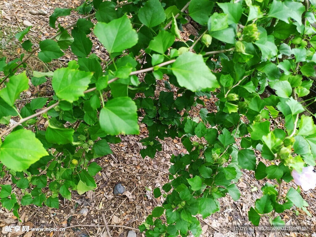 翠绿藤蔓植物生机勃勃