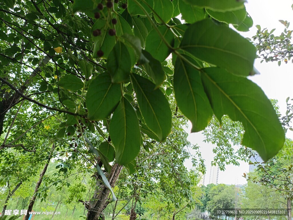 繁茂绿叶下的清新景致