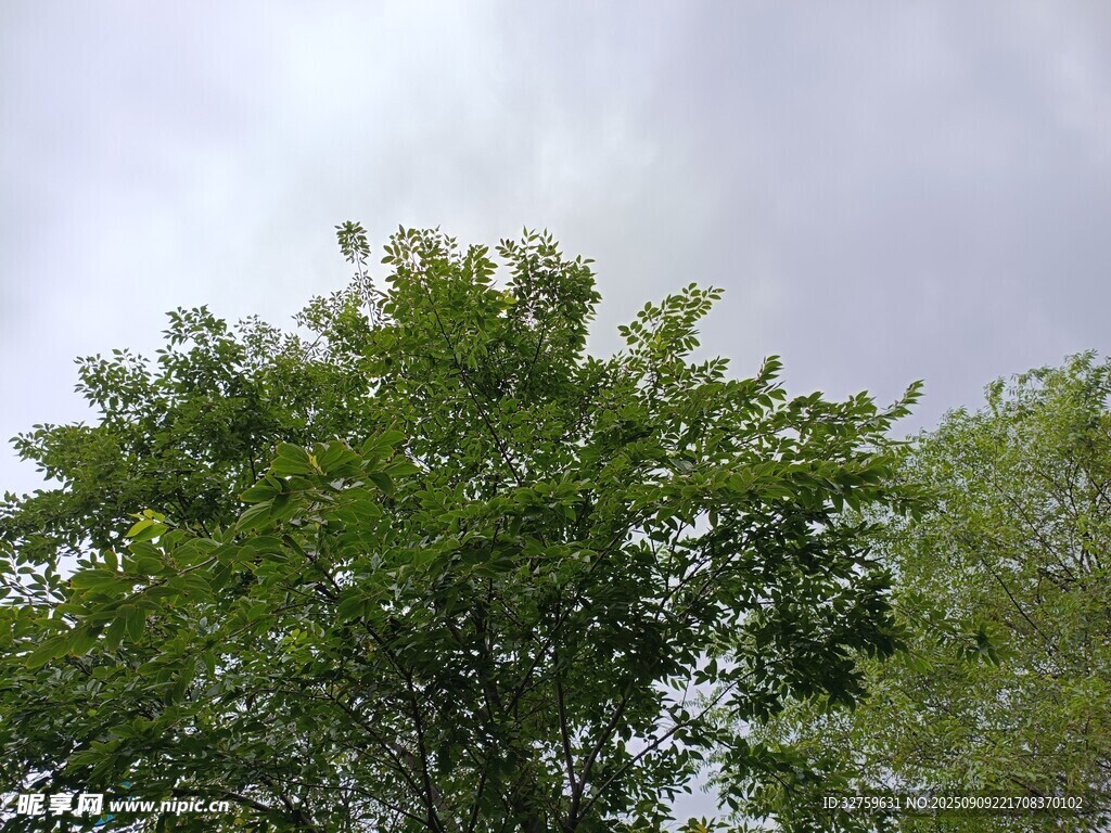 绿树映灰天