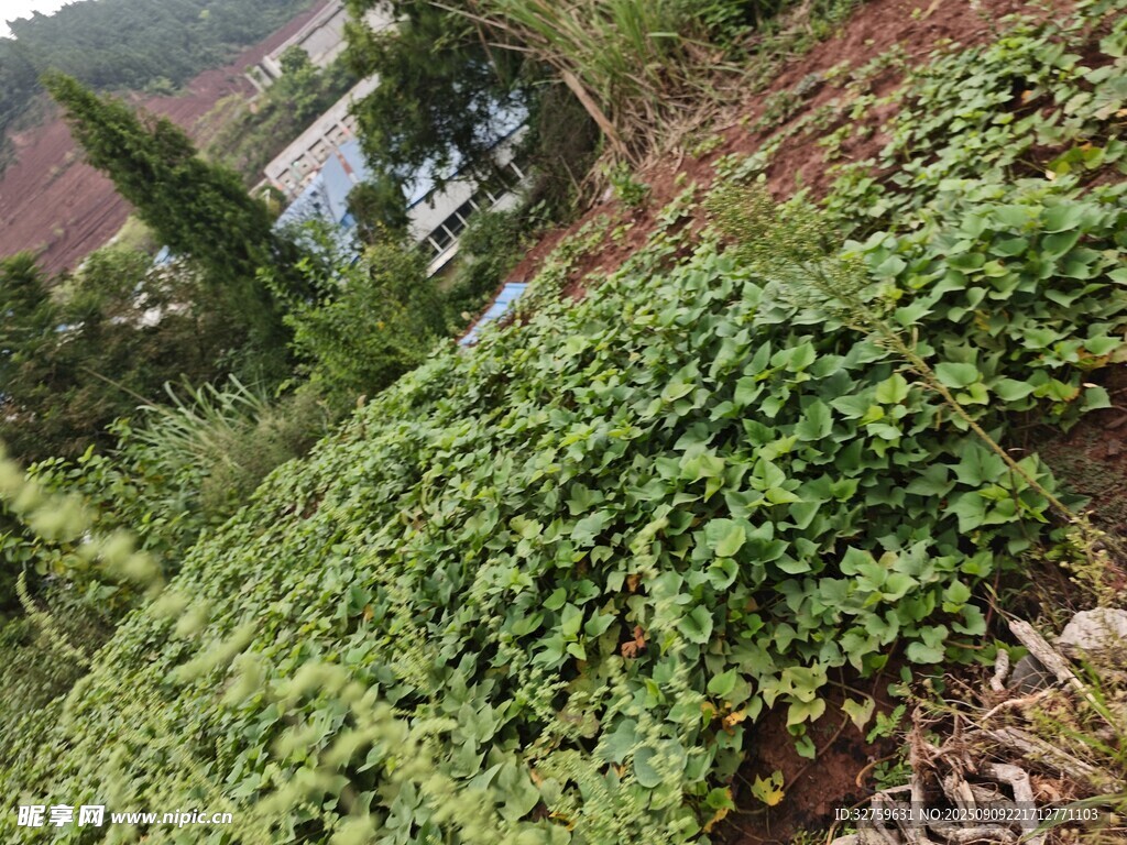 山坡上繁茂的绿色植物