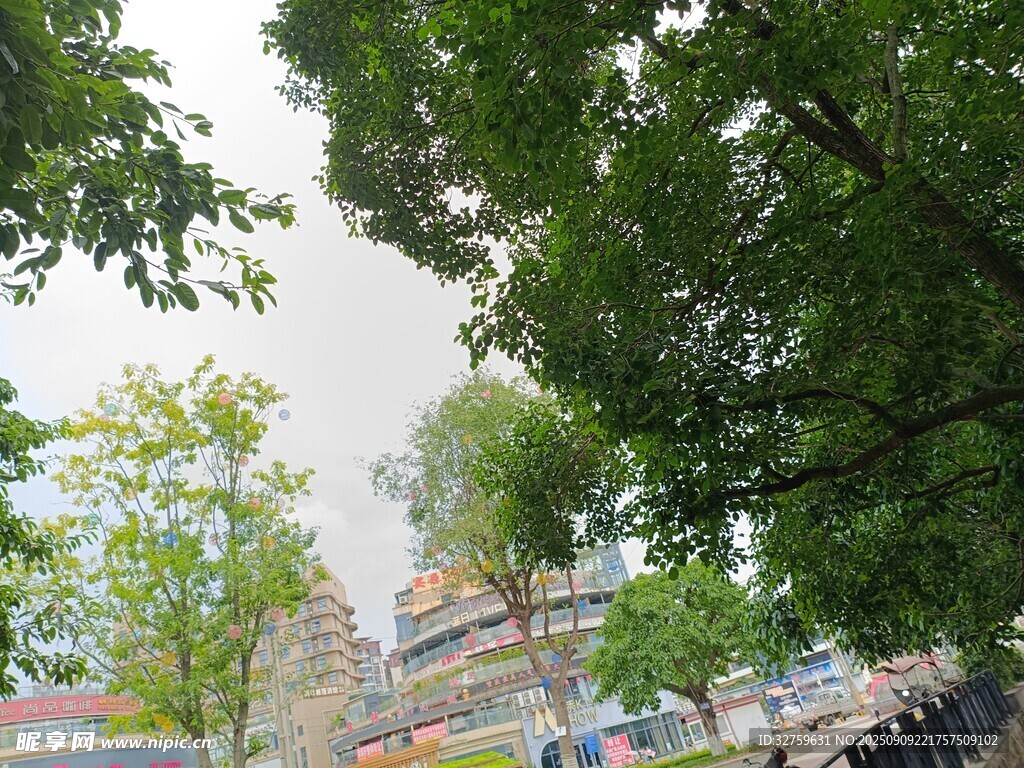 绿树掩映下的城市建筑