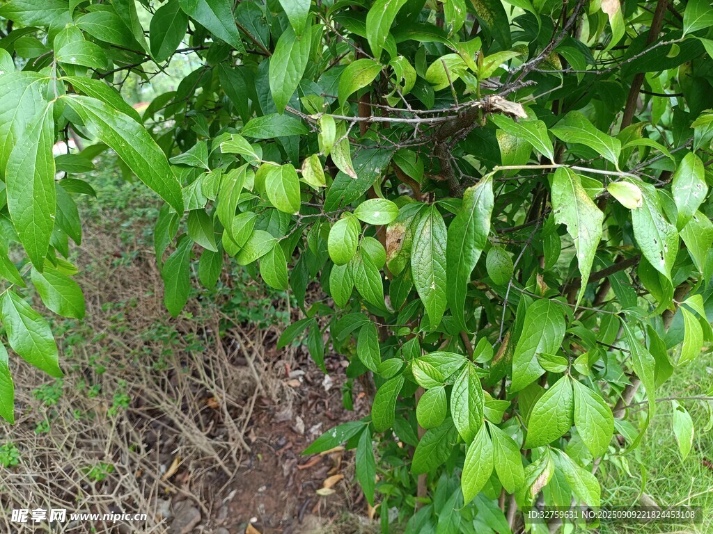 翠绿繁茂的植物枝叶