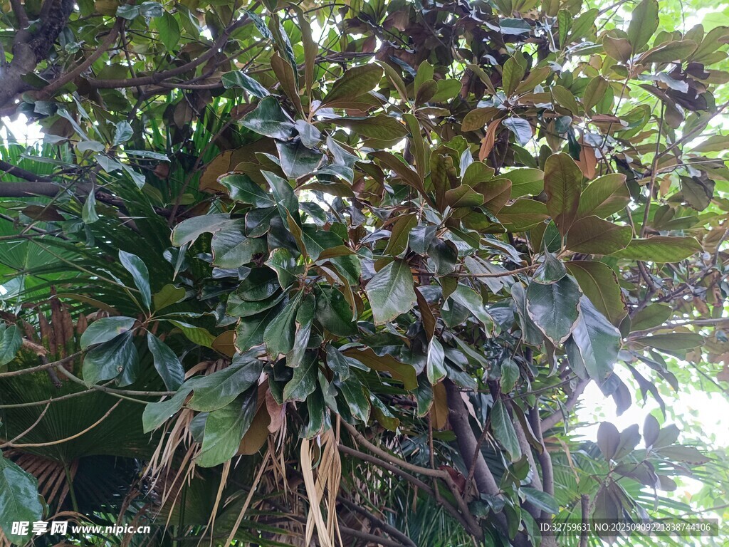 繁茂绿植展现自然生机