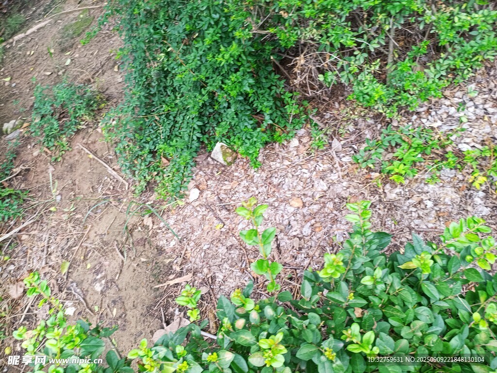 户外绿植与泥土场景