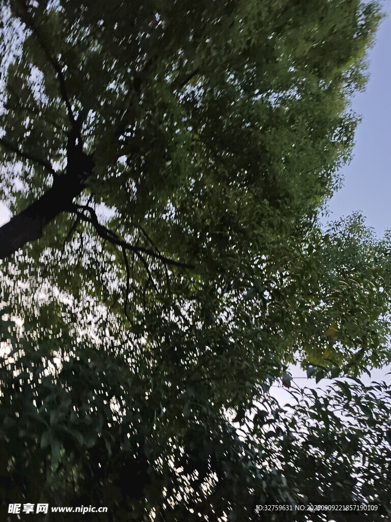 仰视繁茂绿树与蓝天