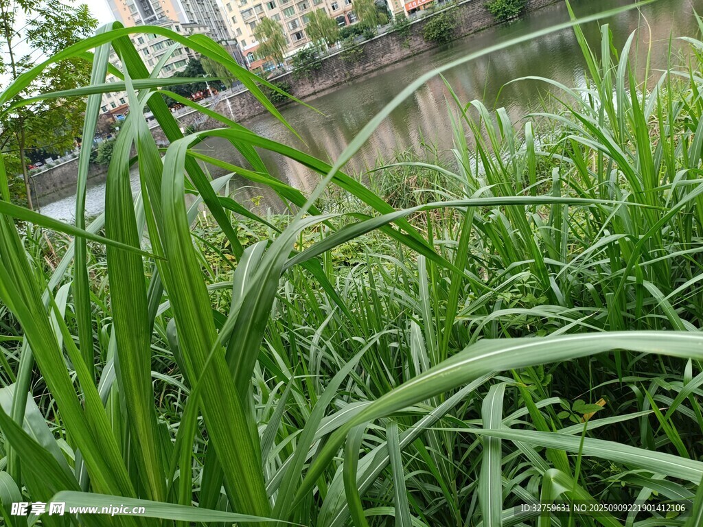 翠绿葱郁的茂盛青草
