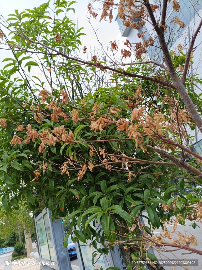 枝头粉花绽放