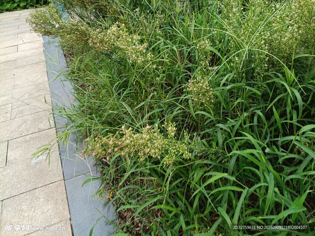 路边茂盛绿草景观