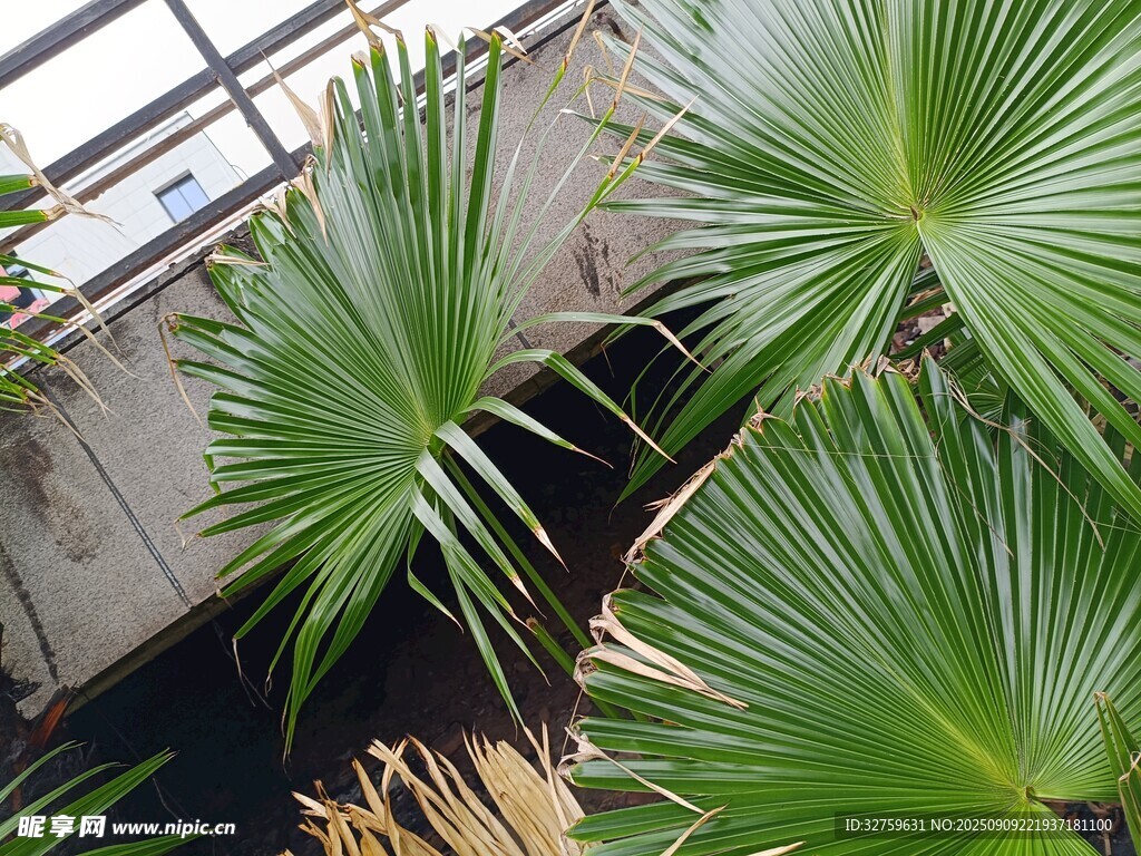室内翠绿棕榈植物景观