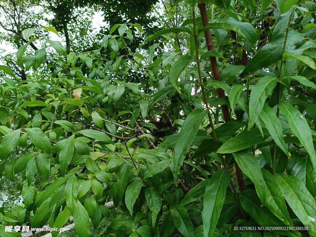 繁茂绿叶植物景观