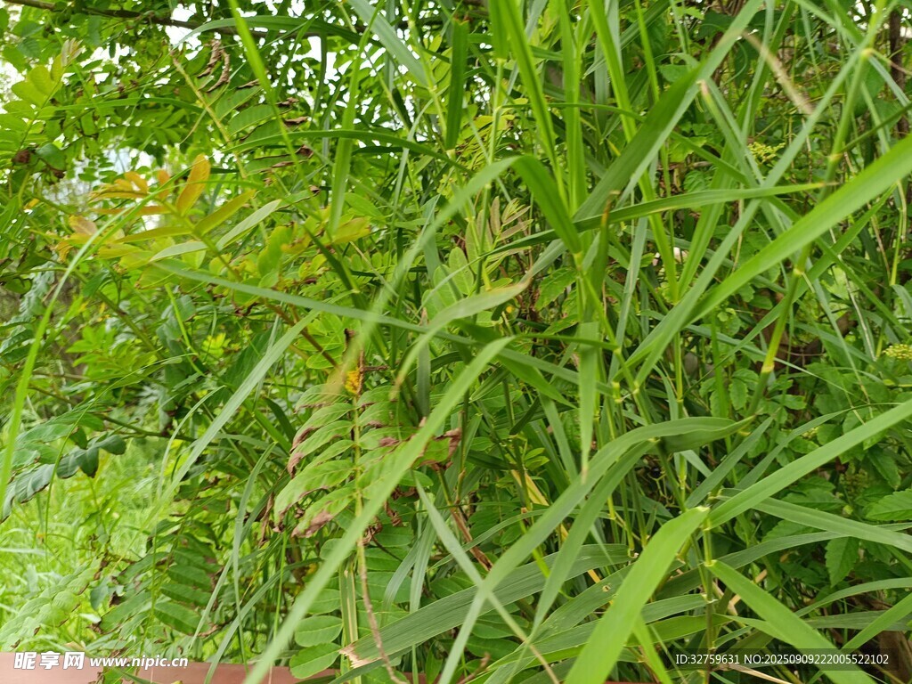 翠绿繁茂的野外植物景象