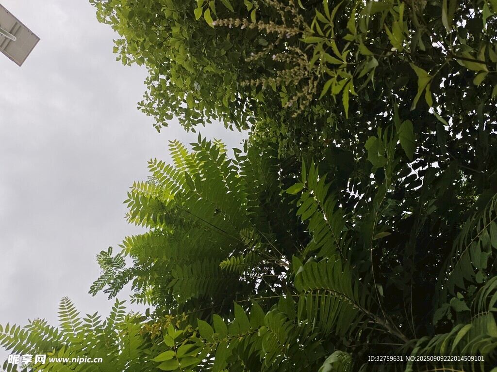 仰视葱郁绿植景观