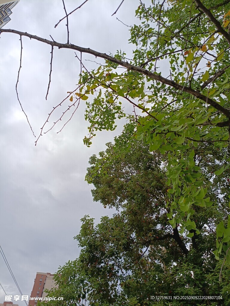 绿树映灰天的自然景致