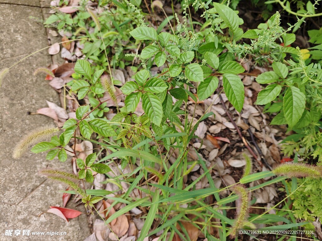 地面上繁茂的绿色植物
