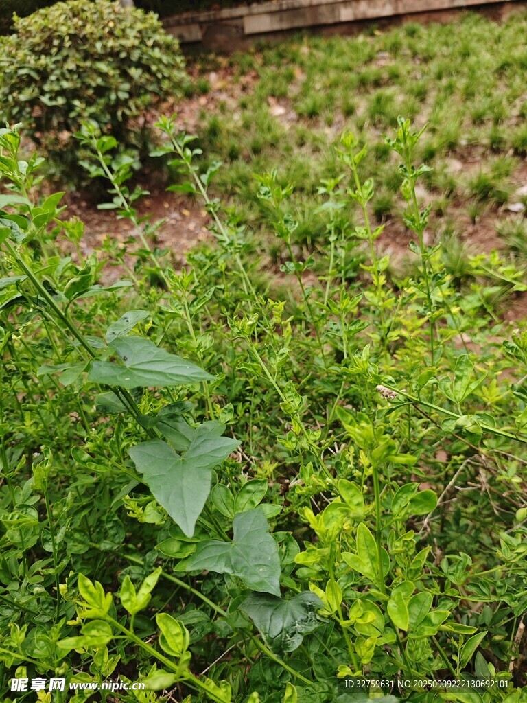 绿意盎然的草地植物景观