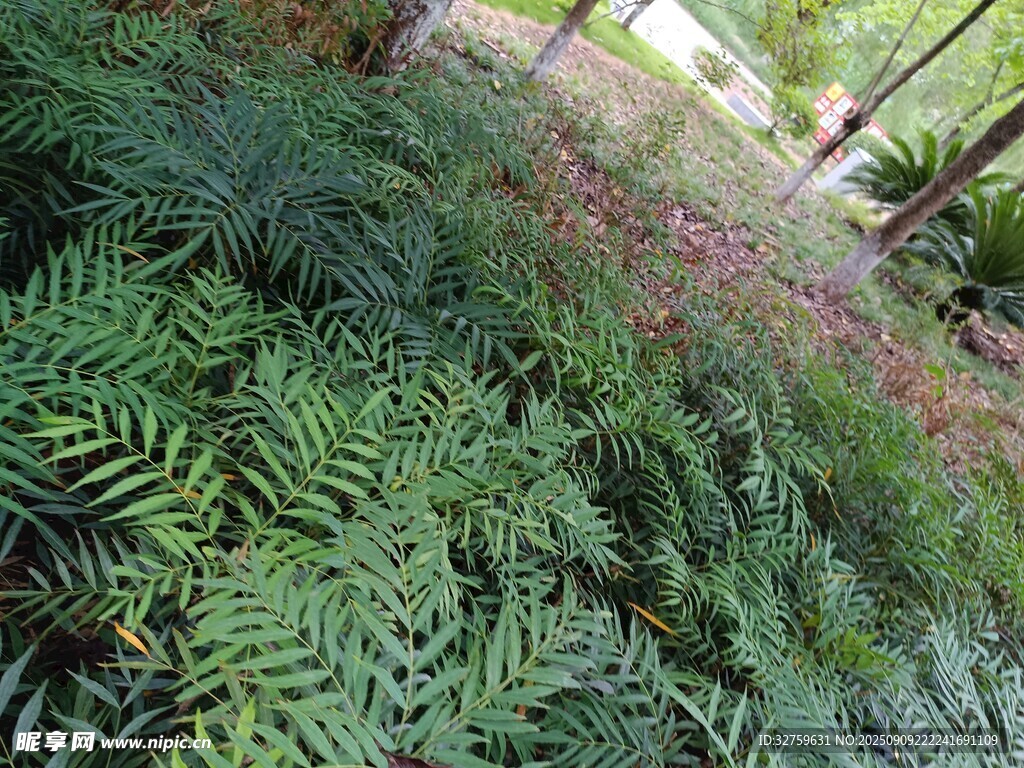 繁茂绿植景观