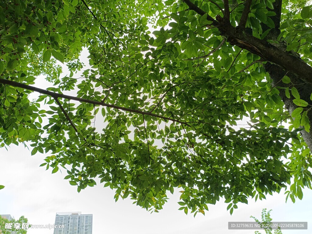 绿叶繁茂的树冠景观