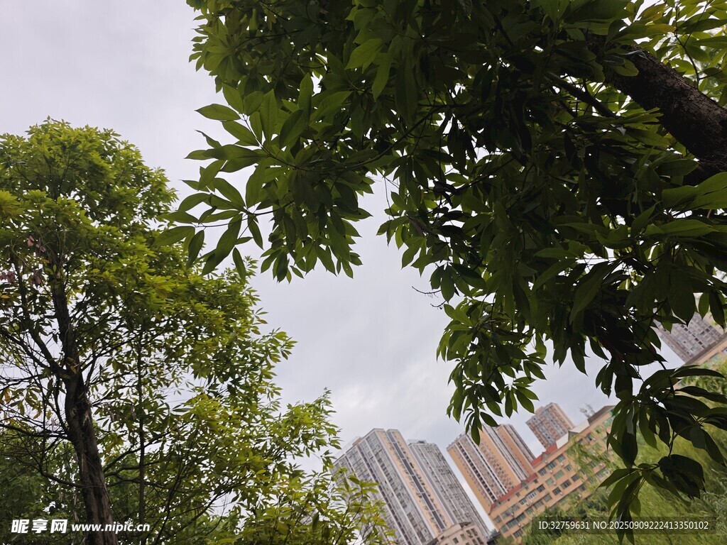 绿树掩映下的城市天际线