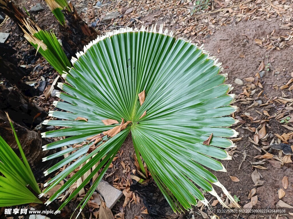 扇形绿叶植物特写