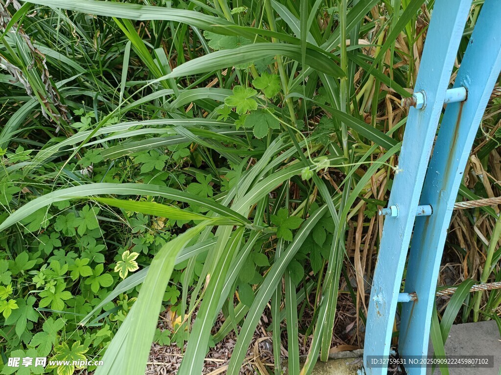 蓝色物件旁的葱郁绿植