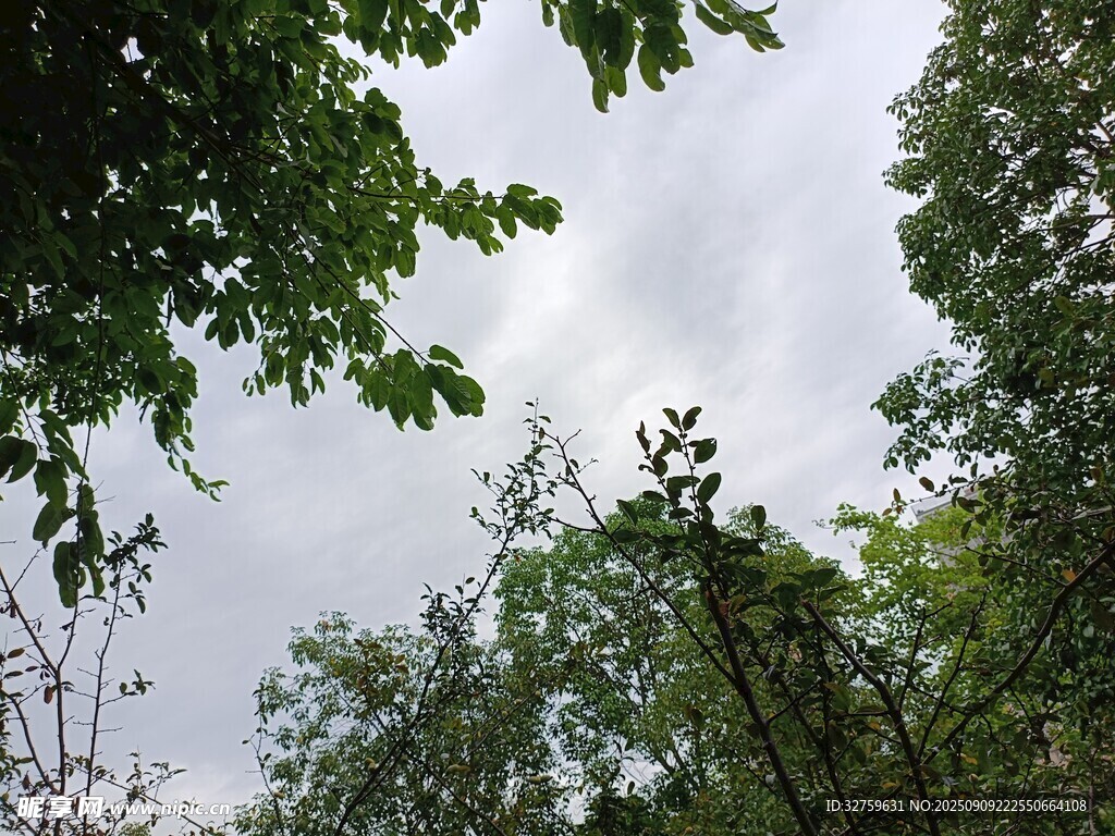 仰视茂密树林绿意盎然