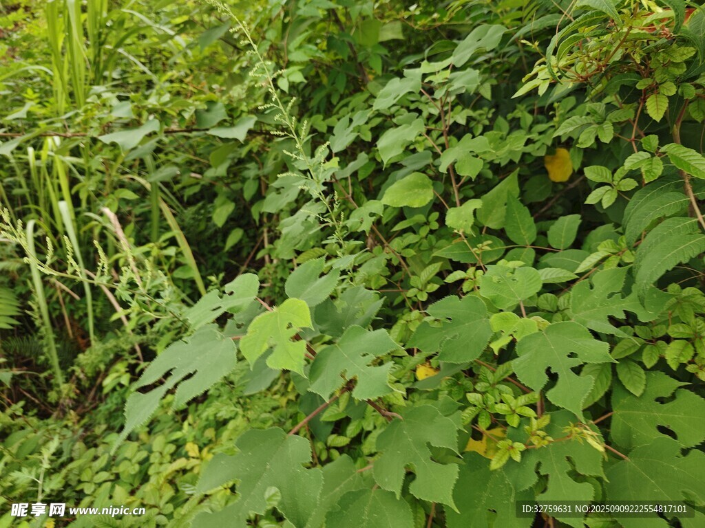 繁茂绿植