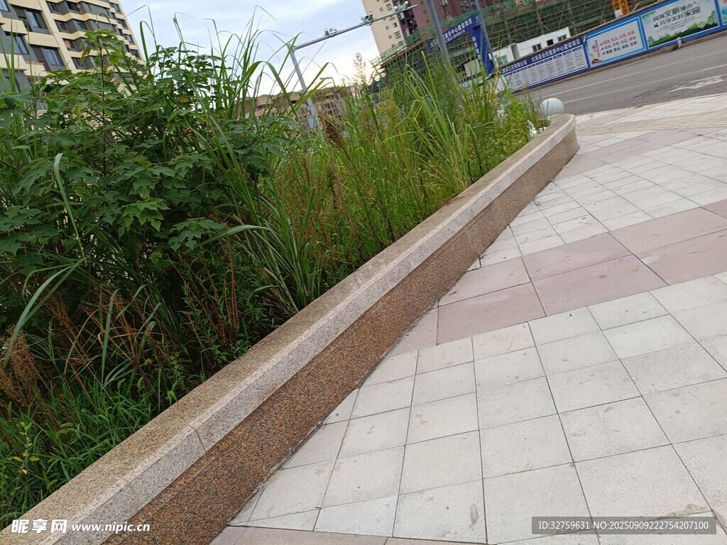 城市步道旁的绿植景观