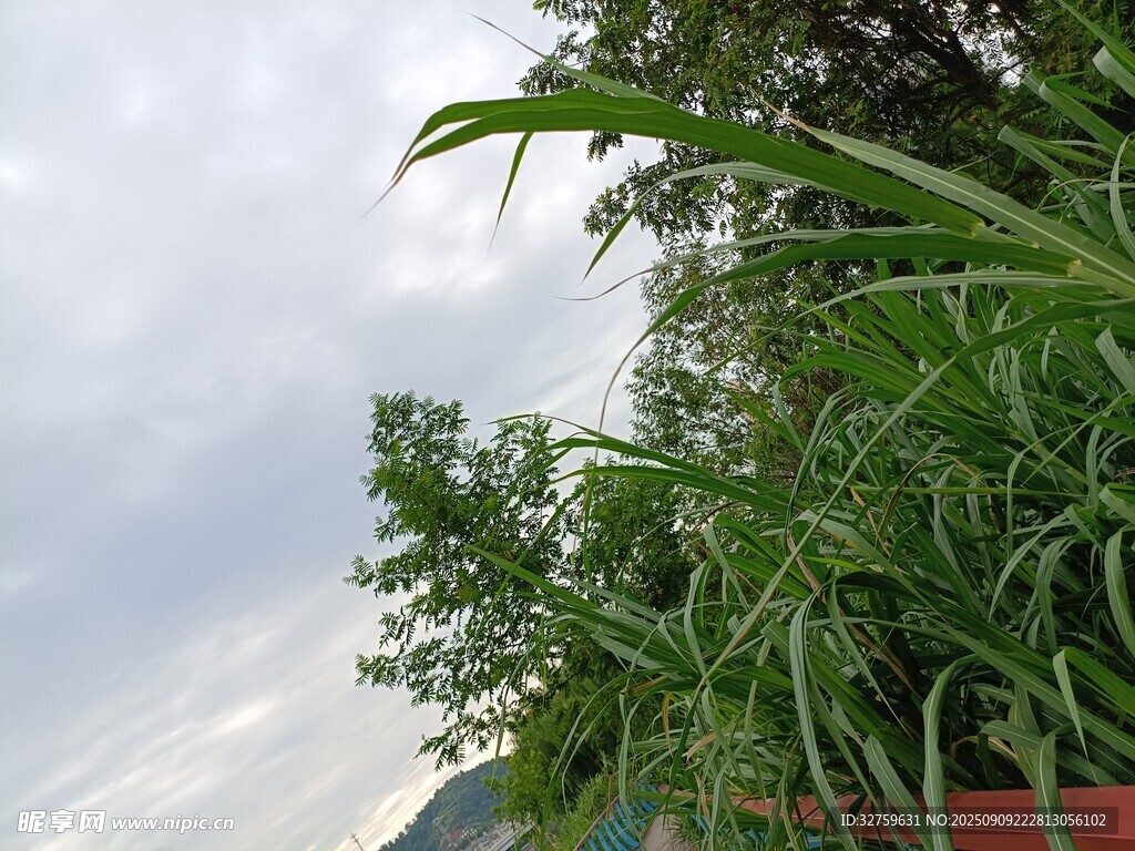 绿叶映天的自然景致