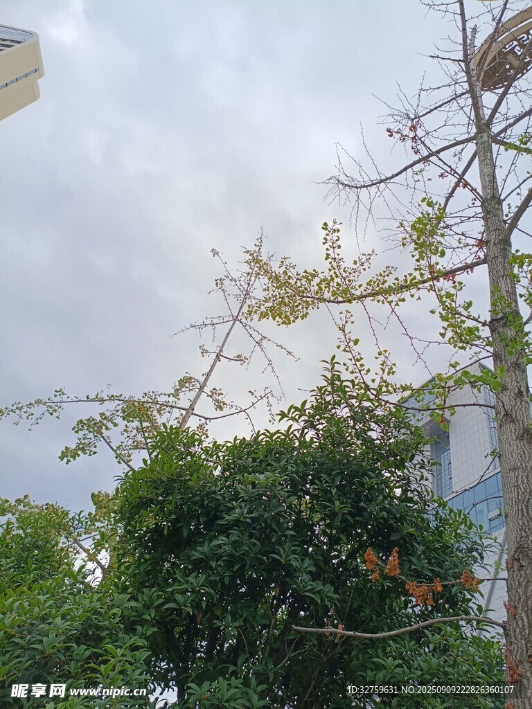 绿树蓝天间的自然景致
